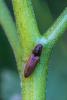 Athous vittatus
